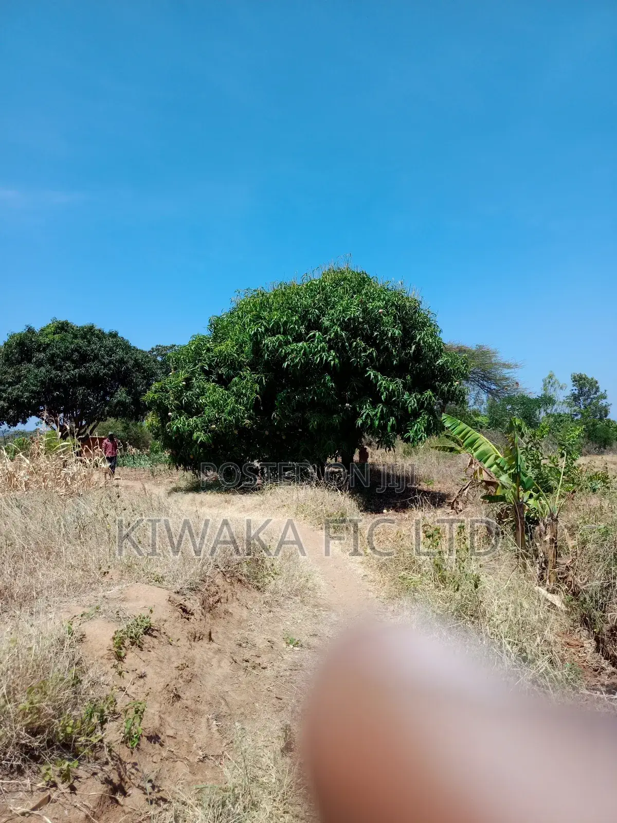 2 Acres in Kambiti for Mango Farming