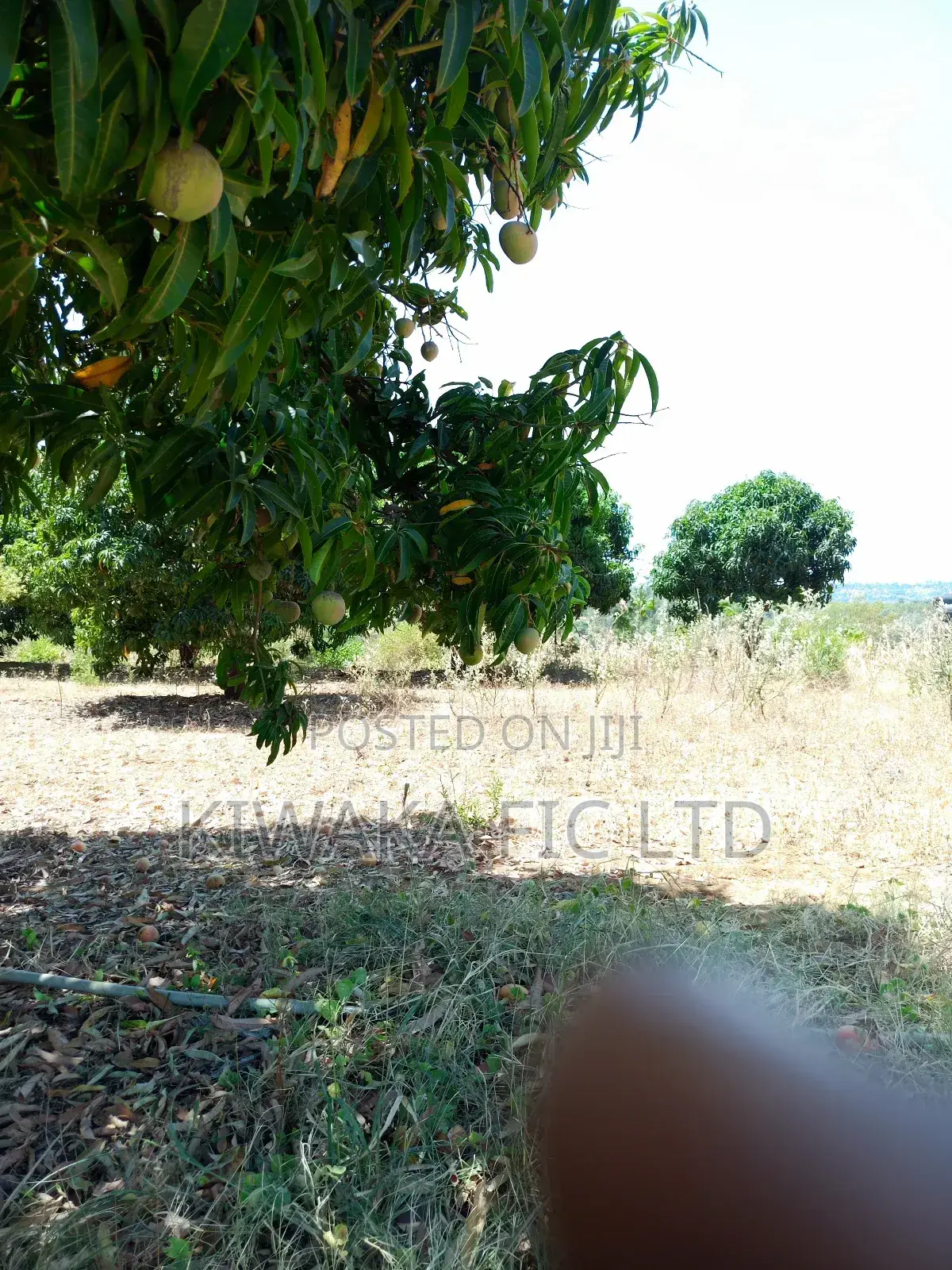 2 Acres in Kambiti for Mango Farming