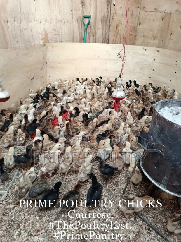 Prime Poultry Chicks - thumbnail 3