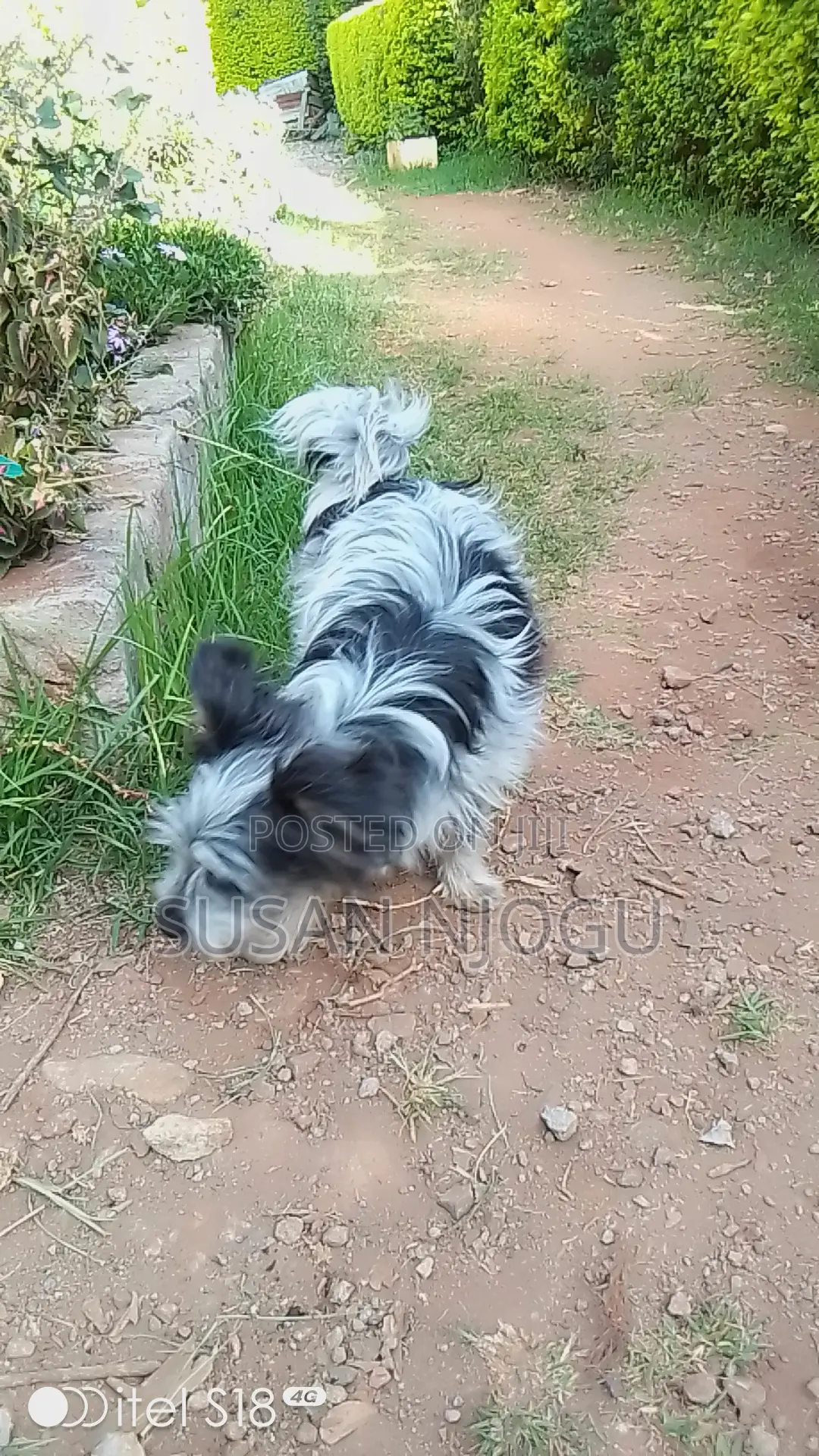 6-12 months Female Mixed Breed Maltese