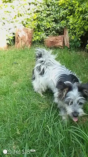 6-12 months Female Mixed Breed Maltese