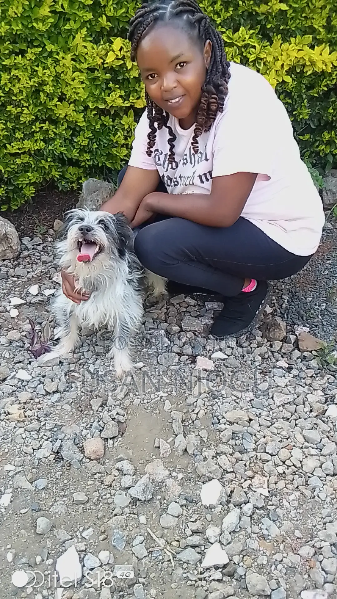 6-12 months Female Mixed Breed Maltese