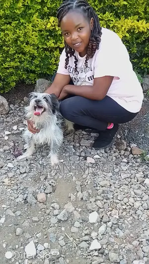 6-12 months Female Mixed Breed Maltese