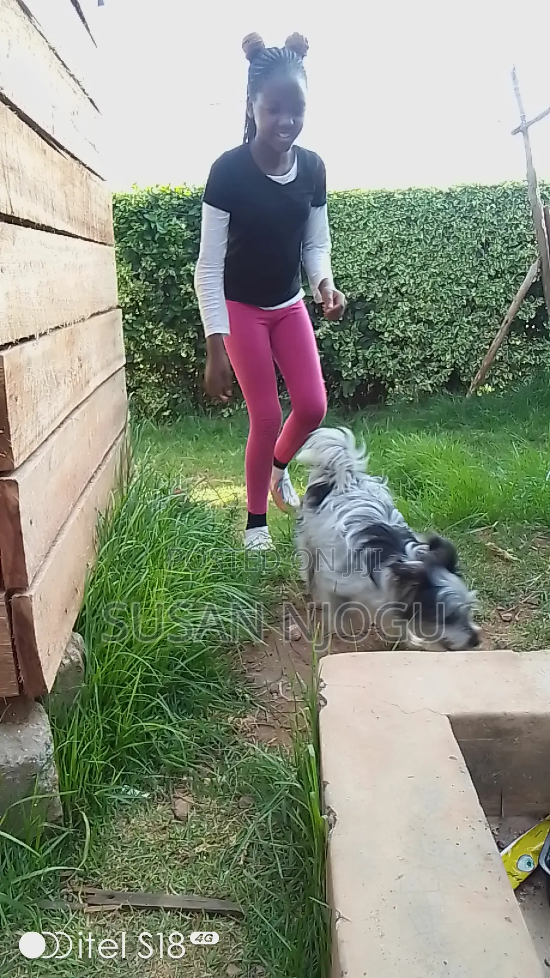 6-12 months Female Mixed Breed Maltese