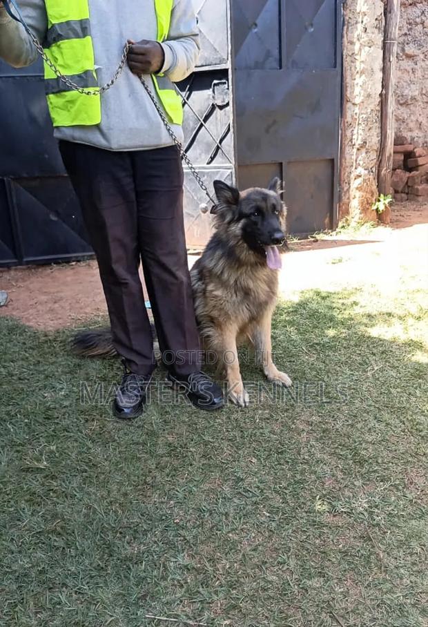 1+ year Male Purebred German Shepherd