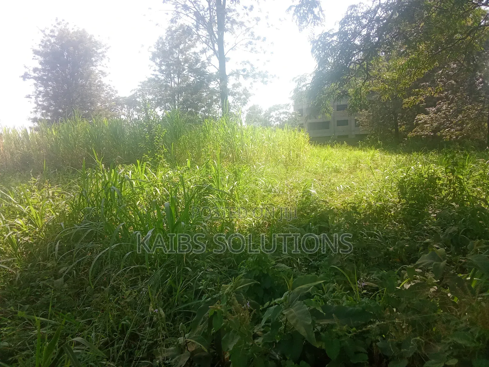 Plot for Sale 1/2 an Acre at Ruaka 45m Kigwaru Drive