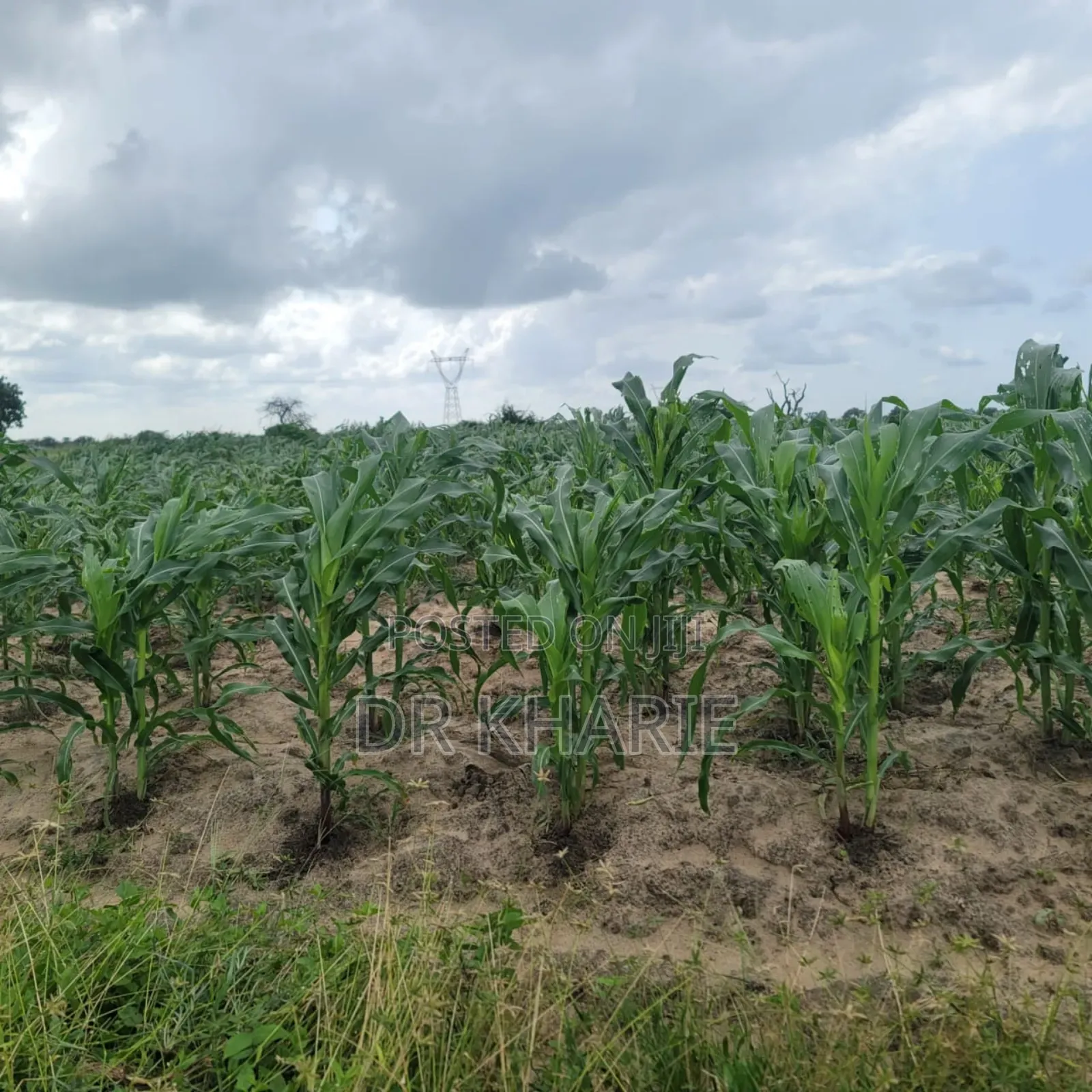 Prime Malindi 50 by 100 Plots