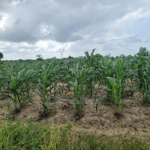 Prime Malindi 50 by 100 Plots