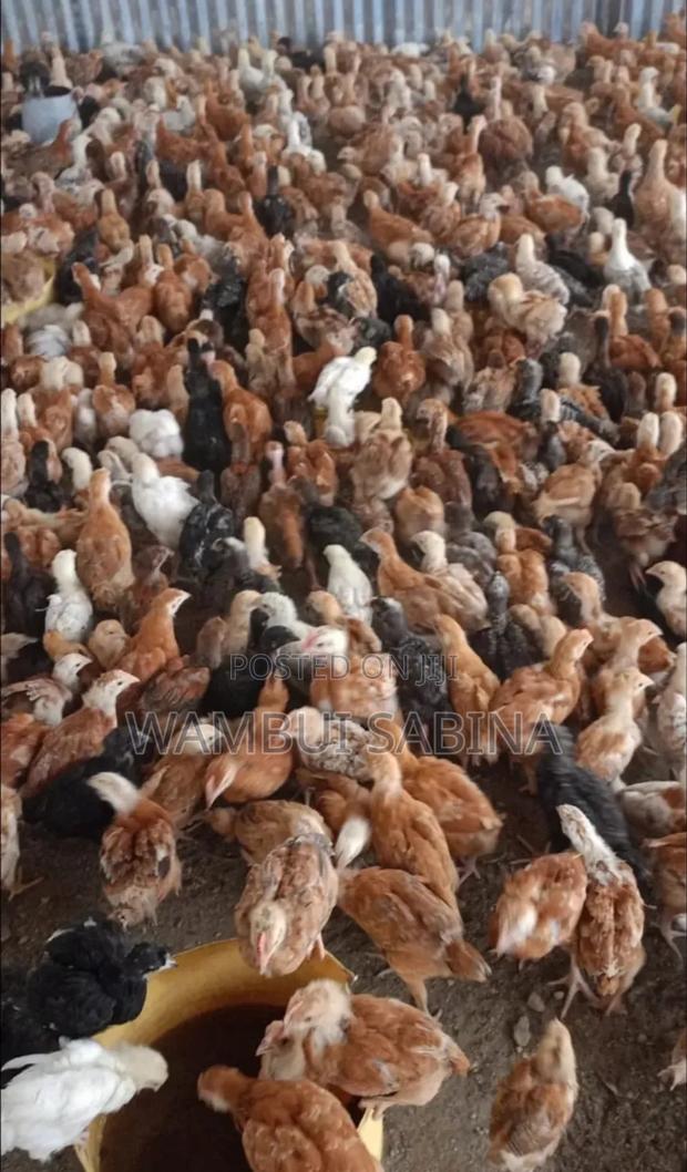 4 Weeks Old F1 Improved Kienyeji Chicks - main view