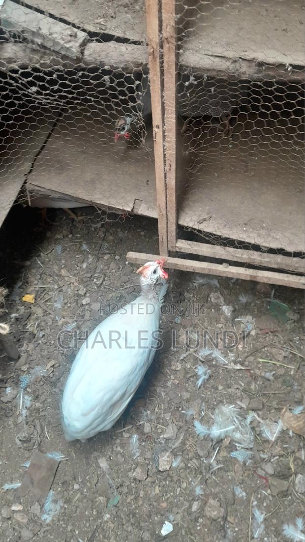 Guinea Fowl Bird - main view
