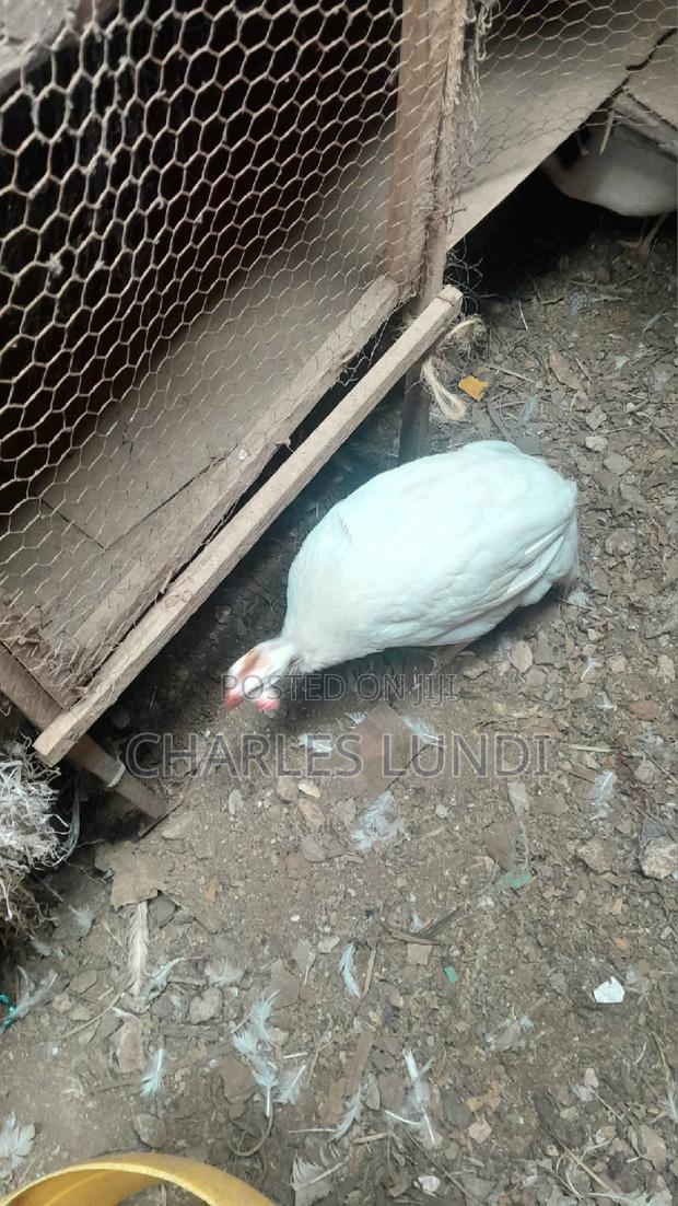 Guinea Fowl Bird - thumbnail 2