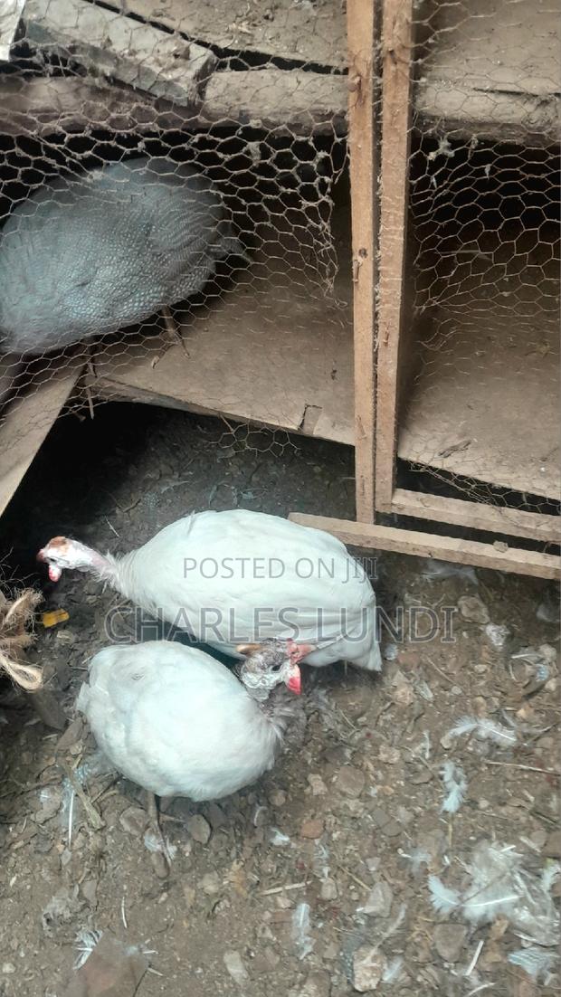 Guinea Fowl Bird - thumbnail 3