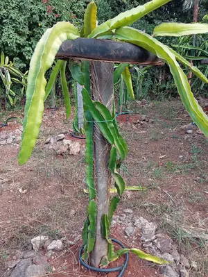 Durable Plastic Posts for Fencing Crop Support