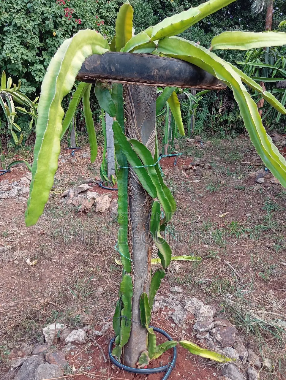 Durable Plastic Posts for Fencing Crop Support
