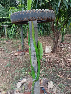 Durable Plastic Posts for Fencing Crop Support