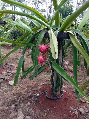 Durable Plastic Posts for Fencing Crop Support