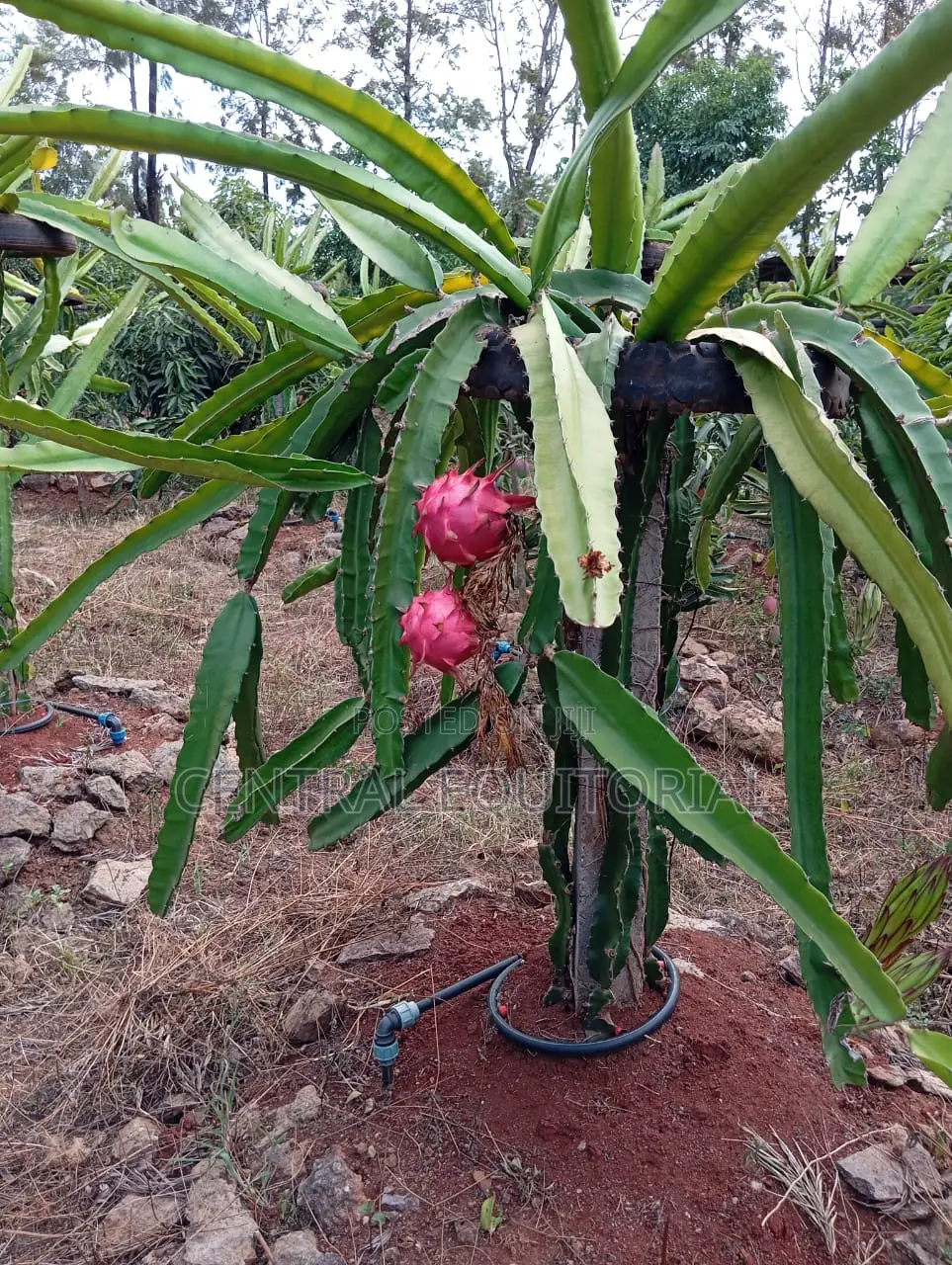 Durable Plastic Posts for Fencing Crop Support