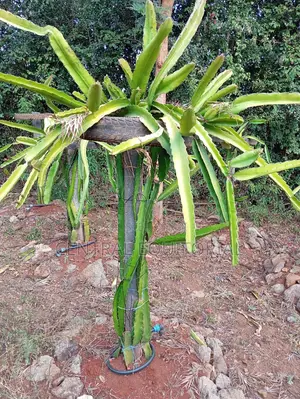 Durable Plastic Posts for Fencing Crop Support