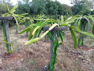 Durable Plastic Posts for Fencing Crop Support