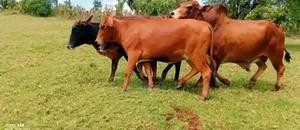 Powerful Breeding Bull for Sale - thumbnail 2