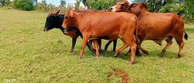 Powerful Breeding Bull for Sale - main view