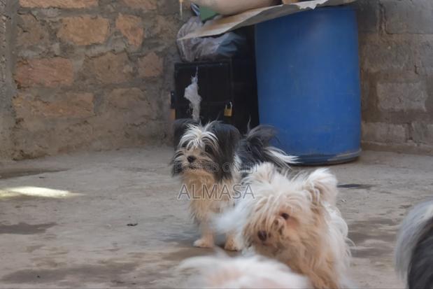 3-6 months Male Purebred Maltese - thumbnail 6