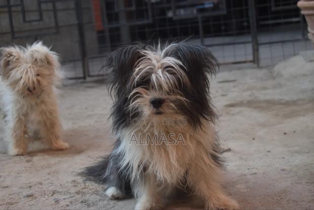 3-6 months Male Purebred Maltese - thumbnail 7