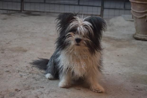 3-6 months Male Purebred Maltese - thumbnail 8