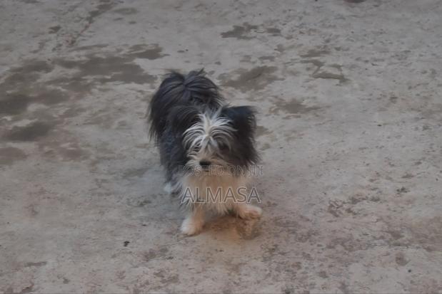 3-6 months Male Purebred Maltese - thumbnail 9