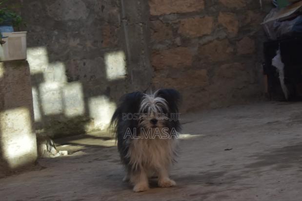 3-6 months Male Purebred Maltese - thumbnail 10