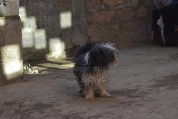 3-6 months Male Purebred Maltese - thumbnail 11