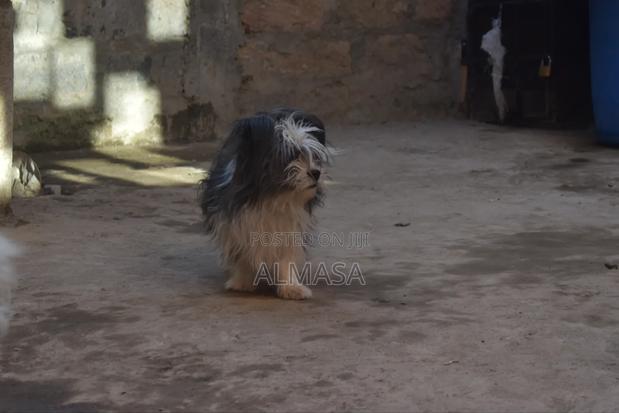 3-6 months Male Purebred Maltese - thumbnail 12