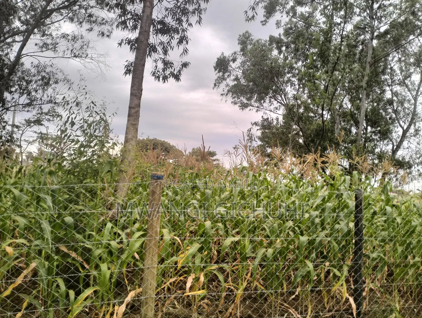 Residential Land in Tora/ Komo/ Ngoingwa - Behind Mangu High School