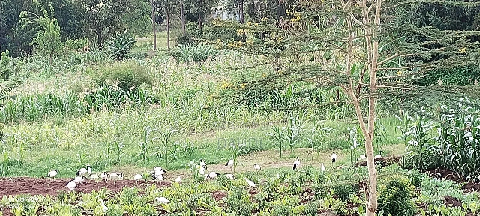 Plot in Kenol, Muranga South