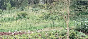 Plot in Kenol, Muranga South
