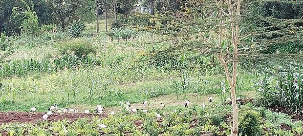 Plot in Kenol, Muranga South