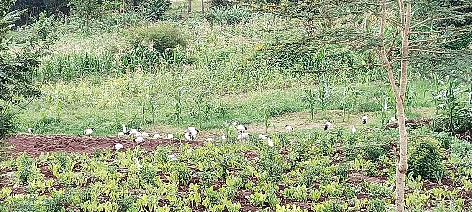 Plot in Kenol, Muranga South