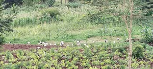 Plot in Kenol, Muranga South