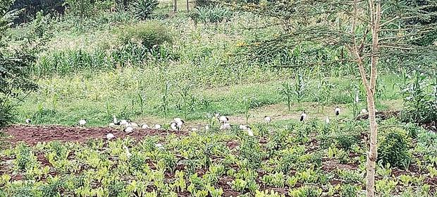 Plot in Kenol, Muranga South - thumbnail 2