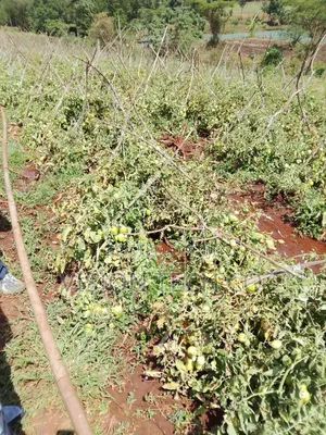 Fresh Farm Tomatoes