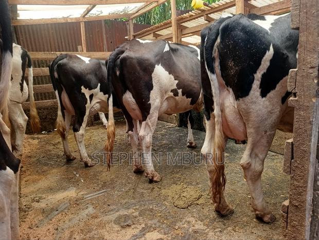 Pure Pedigree Freshian Milkers - main view