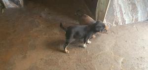 1-3 months Male Mixed Breed Dog - thumbnail 2