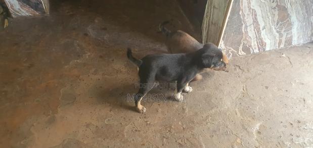 1-3 months Male Mixed Breed Dog - main view