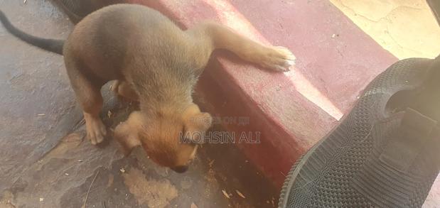 1-3 months Male Mixed Breed Dog - thumbnail 3