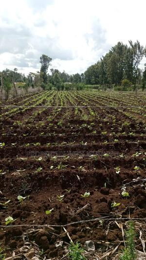 100×100 Plot for Sale in Gitoine,Kagio.