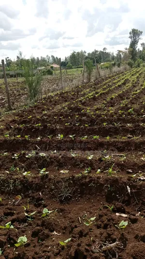 100×100 Plot for Sale in Gitoine,Kagio.