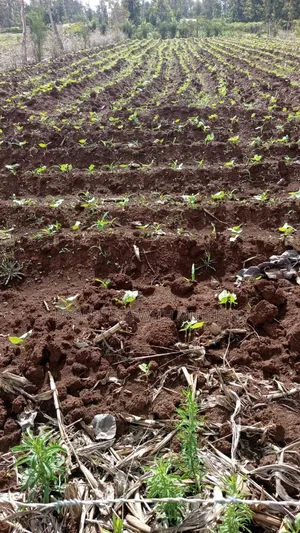100×100 Plot for Sale in Gitoine,Kagio.