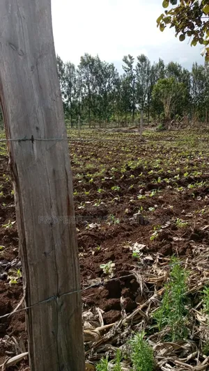 100×100 Plot for Sale in Gitoine,Kagio.