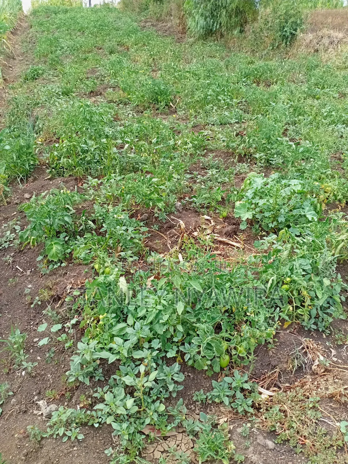 7 Acrea in Lussoi Near Narumoro via Nanyuki