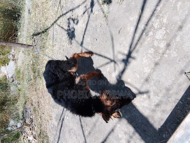 3-6 months Female Purebred German Shepherd